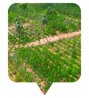Own a luxury farm plot today - sandalwood plantation plots for sale